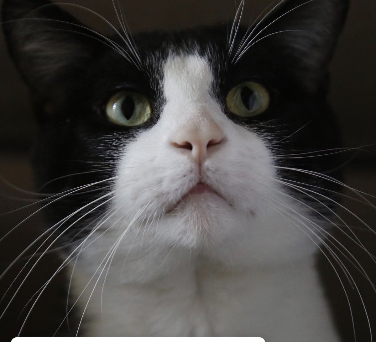 Candi Bolden tweet media