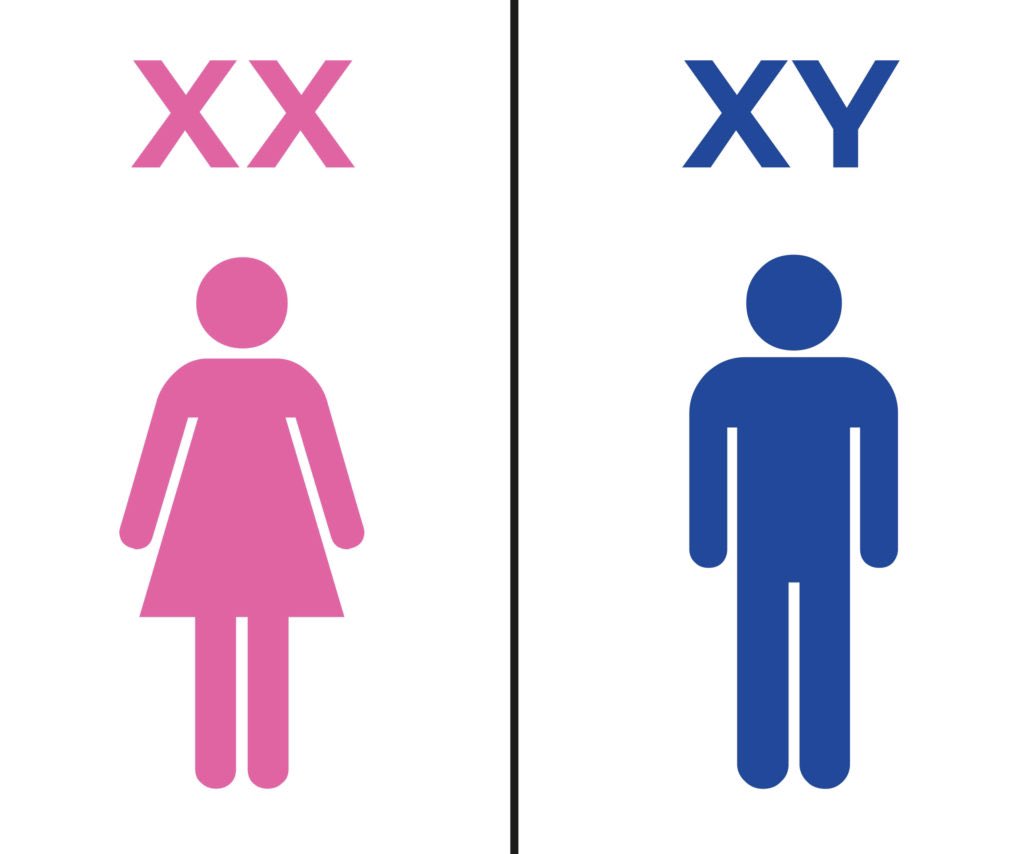 JoseForFlorida's tweet image. Here is some “visibility” to the Chromosomes that make you a man or a woman.