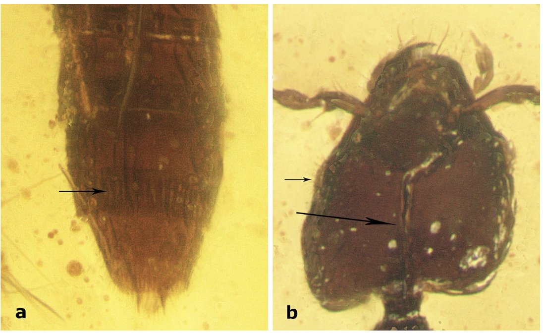 Still on time for #FossilFriday our latest collaboration lead by @allie_staphylee describing the oldest case of paedomorphosis on Staphylinidae! Very cool case and impressive beetle! #AmazingBeetles