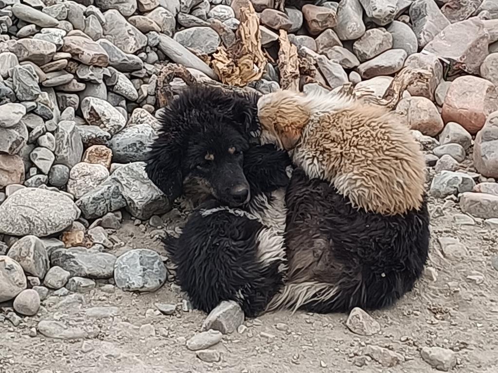 godwinostin's tweet image. A peaceful life of children with their mother in the shivering cold. 
#mother 
#dogs 
#Twitterforandroid