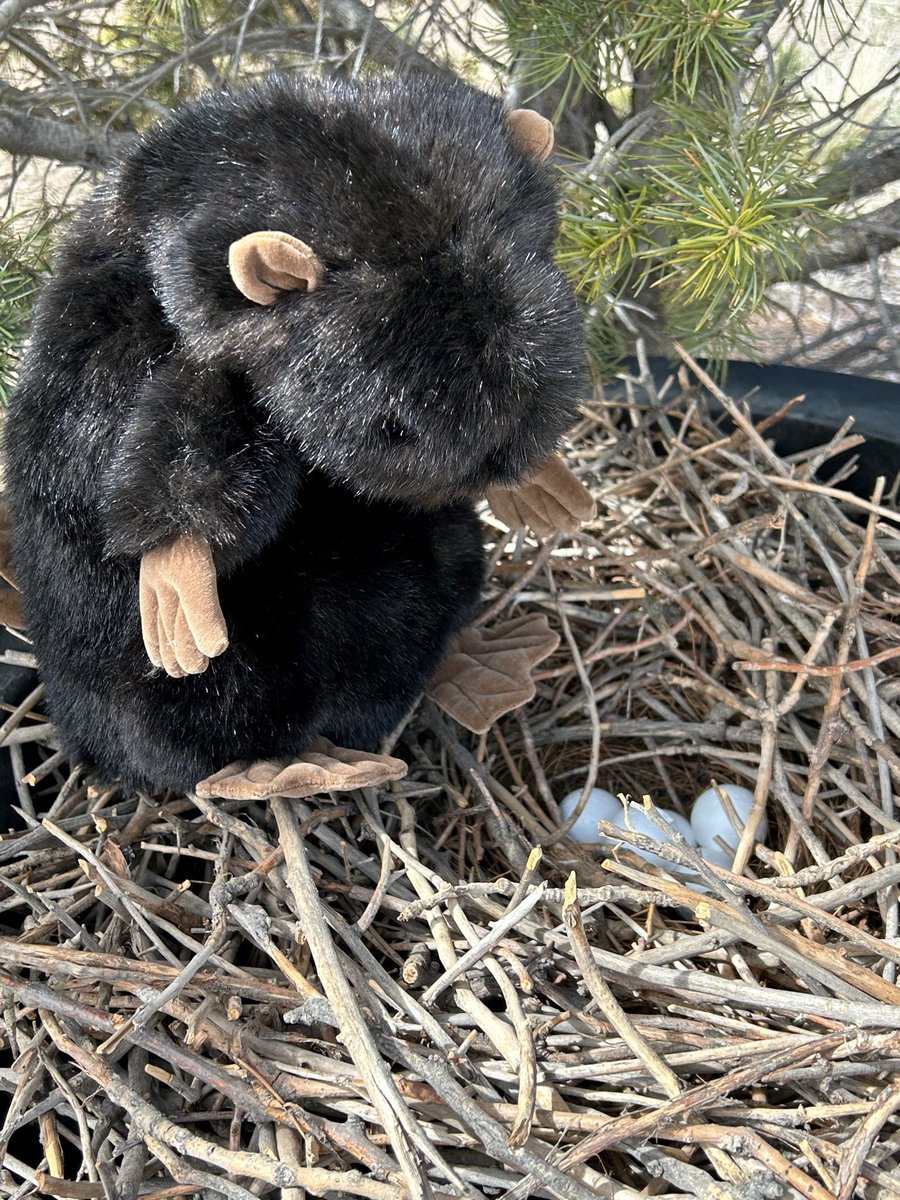 Spring is in the air!  Interpretive staff <a href="/SouthPlattePark/">South Platte Park</a> were able to catch the rare North American Tree Beaver tending to its nest.  The beaverlings are due to hatch any day and will take flight in only a few weeks.