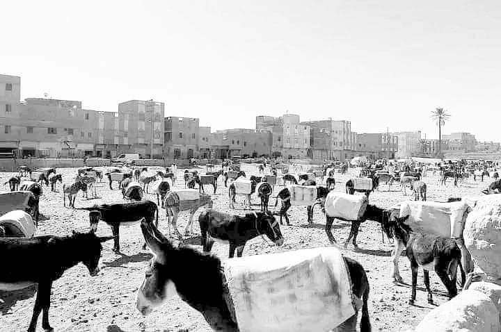 صورة نادرة تعود إلى عام 1978م لسوق الحمير فى حي البونية بالعاصمة صنعاء ، أُلغي السوق بقرار جمهوري وأُنشئ مكانه مبنى مجلس النواب 😂خير خلف لخير سلف 😂