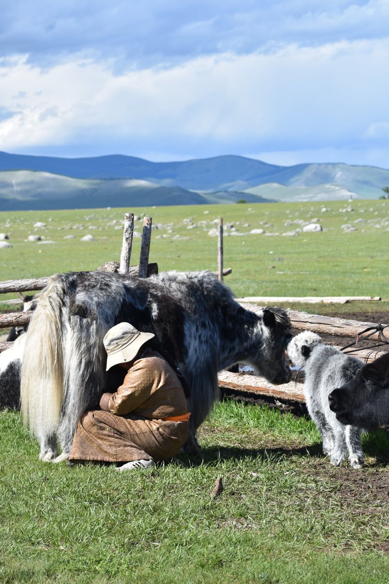 Dr. Alicia R. Ventresca-Miller (@steppebioarch) on Twitter photo First direct evidence of yak milk found in an elite burial from the Mongol era!
nature.com/articles/s4200…
Co-led by <a href="/ShevanWilkin/">Dr. Shevan Wilkin</a>, and through collaborations with <a href="/ja_bayaraa/">Bayarsaikhan Jamsranjav</a> @archyjulia and with support from <a href="/NatGeo/">National Geographic</a> <a href="/umichLSA/">U-M College of LSA</a> @mpishh <a href="/MPI_GEA/">MPI-GEA Jena</a> and NOMAD Science!
<a href="/NicoleLBoivin/">Nicole Boivin</a> First direct evidence of yak milk found in an elite burial from the Mongol era!
nature.com/articles/s4200…
Co-led by <a href="/ShevanWilkin/">Dr. Shevan Wilkin</a>, and through collaborations with <a href="/ja_bayaraa/">Bayarsaikhan Jamsranjav</a> @archyjulia and with support from <a href="/NatGeo/">National Geographic</a> <a href="/umichLSA/">U-M College of LSA</a> @mpishh <a href="/MPI_GEA/">MPI-GEA Jena</a> and NOMAD Science!
<a href="/NicoleLBoivin/">Nicole Boivin</a>