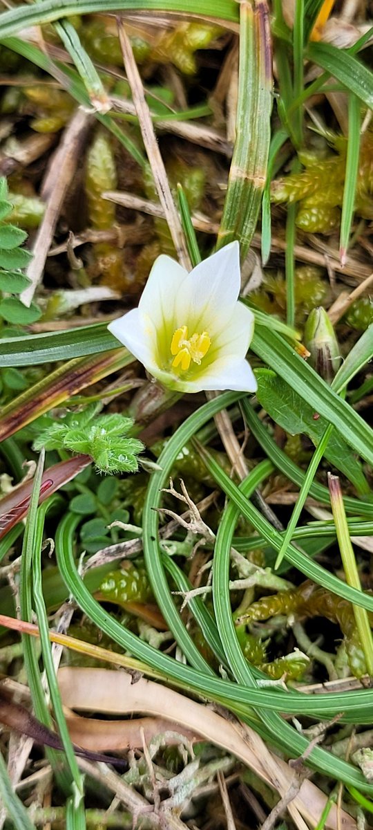 JLyon_62's tweet photo. Days of heavy rain let up briefly let up this afternoon, and lots of Sand Crocus appeared in a rush!
#sandcrocus #Warrencrocus
#wildflowerhour @BSBIbotany https://t.co/Mc9fG58Wuu