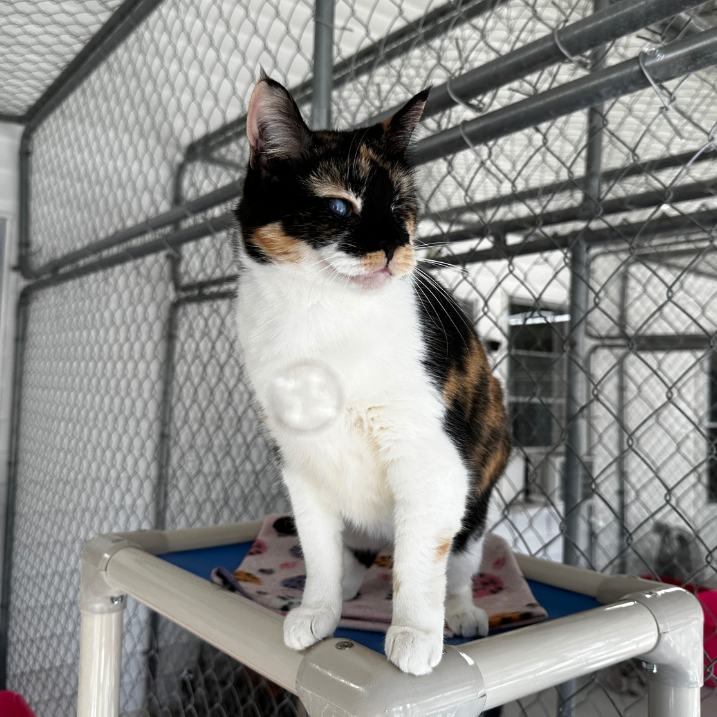 BlindCatRescue's tweet photo. Ella says tweet us a picture of your cat! We'd love to see all their cute faces! #BlindCatRescue #Tweetus #Picture #Cat #CatsofTwitter https://t.co/jzBAB0UY5m