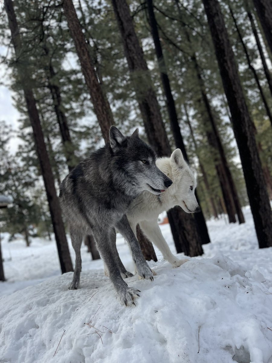 My mission is to teach people about #wolves &amp; advocate for #wild #animals and ecosystems. I rescue hurt wildlife &amp; volunteer for the BEAR League to evict wayward bears from under houses. 

I've been shadow-banned. Can the #wildlife community help me increase my visibility?