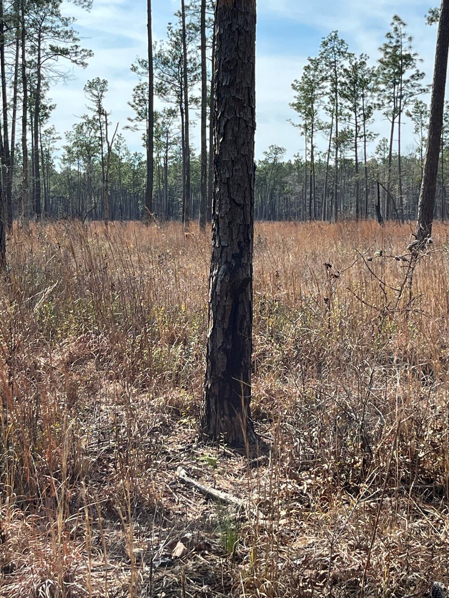 The Longleaf Alliance tweet media