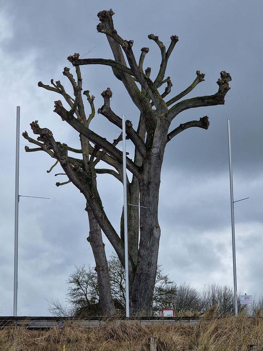 #trees #balticsea #Ostsee #LuebeckerBucht #Scharbeutz #Luebeck #Hanse @cookiris14 @Elke120269 @Alma75614899 @katinkaPalinka @raiphsays @ostfriesland @th_luebeck @UniLuebeck @vfbluebeck