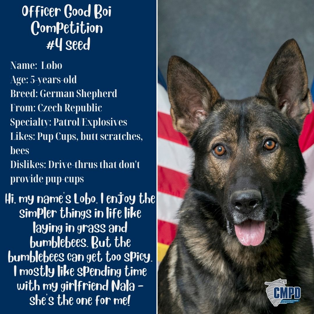 CMPD's tweet photo. Our 2nd semifinal matchup in the #officergoodboi competition! We've got the battle of Spanish animal names - Lobo vs Oso. 4-seed Lobo is winning hearts over with his love for nature and pup cups. 7-seed Oso's fluffy coat and huge smile make him a formidable opponent. https://t.co/eqO3iXyYY8