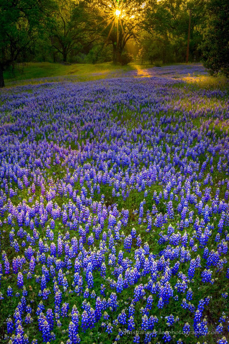 YosemiteParkCA's tweet photo. 🧁March madness is over, now you will be in for a treat!
👌Hope to see you this Spring! It will be amazing!!!!
🐇Here is what to expect:
#Yosemite #WaterfallSeason
https://t.co/cOzgUCjD6d https://t.co/HAIHzFi0C6