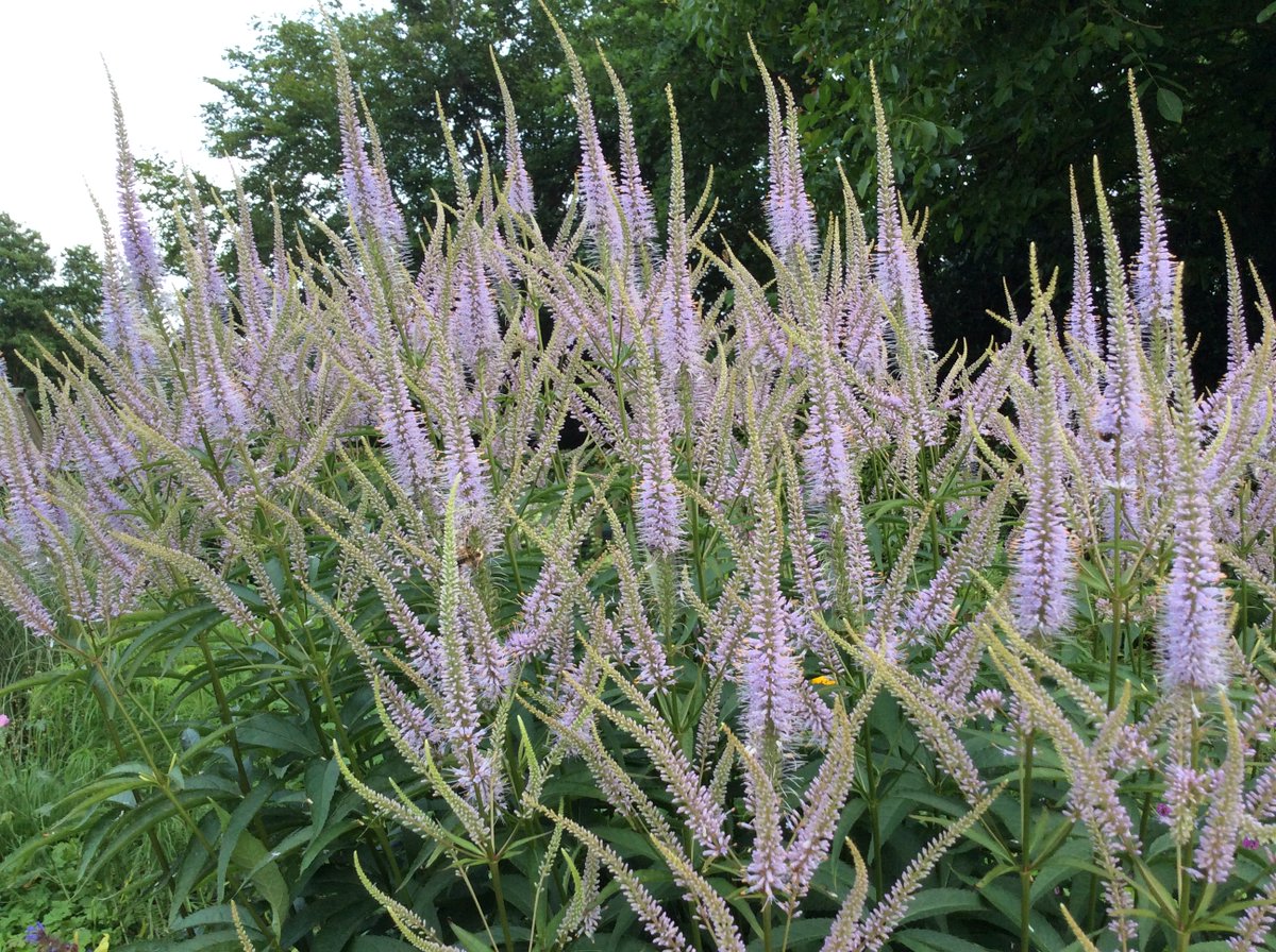 Een kant-en-klaar recept voor een Oudolf tuin bestaat niet. Maar er zijn wel planten die Oudolf graag en veel gebruikt en die je in bijna al zijn parken en tuinen tegenkomt. Ik heb er tien voor je verzameld in mijn nieuwe blog: 
tuinierenopzand.blogspot.com/2023/03/Piet-O…