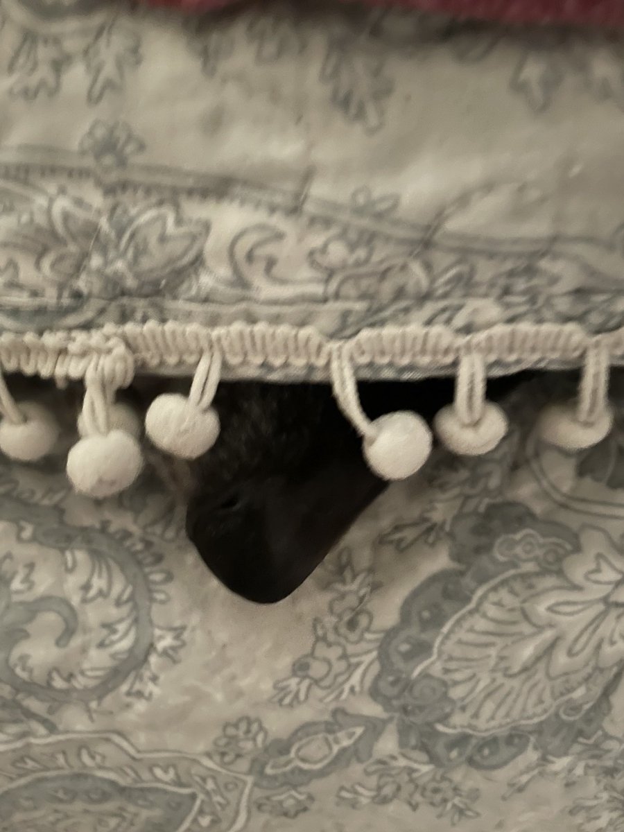 Dr Philip Berners tweet media