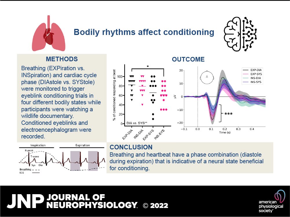 🔓#SuggestedRead Miriam S. Nokia (@miriam_nokia )et al. report for the first time that the rhythms of breathing and the beating of the heart have a phase combination that is indicative of a neural state beneficial for cognition. 

Cont reading👉 ow.ly/cpj150NbkAx