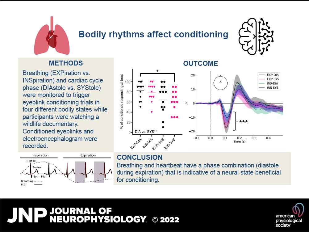 JNP (@jneurophysiol) on Twitter photo 🔓#SuggestedRead Miriam S. Nokia (<a href="/miriam_nokia/">Miriam Nokia</a> )et al. report for the first time that the rhythms of breathing and the beating of the heart have a phase combination that is indicative of a neural state beneficial for cognition.
Cont reading👉 ow.ly/cpj150NbkAx 🔓#SuggestedRead Miriam S. Nokia (<a href="/miriam_nokia/">Miriam Nokia</a> )et al. report for the first time that the rhythms of breathing and the beating of the heart have a phase combination that is indicative of a neural state beneficial for cognition.
Cont reading👉 ow.ly/cpj150NbkAx