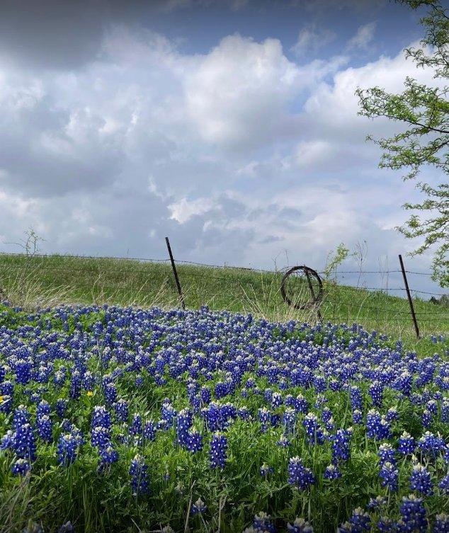 One of our guests posted this photo today. Even on a wet day, the bluebonnets are lovely!