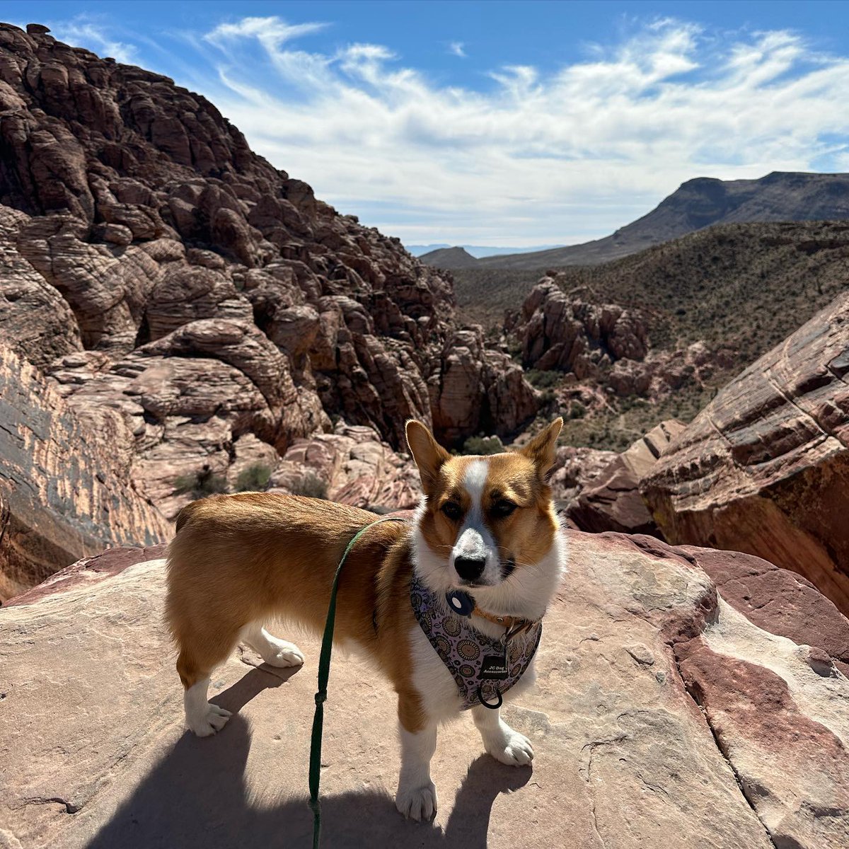 Love when majestically on spontaneous hikes.😍
#CorgiSwarm #corgi #corgis #corgipuppy #corgisftw #corgisrule #corgismile #corgisgonnacorg  #corgination #corgilove #corgicommunity #corgilife #corgiaddict #corgiplanet #corgiworld #corgibutt #corgilover #corgilovers #corgifeed