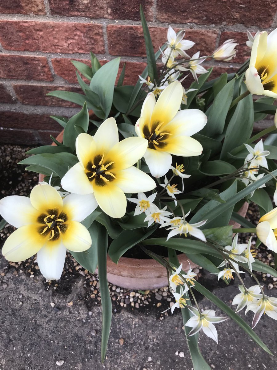 My early tulips being battered by the wind earlier in the week. Today they were battered by the rain. 
#GardenersWorld #shoutyhalfhour #gardening