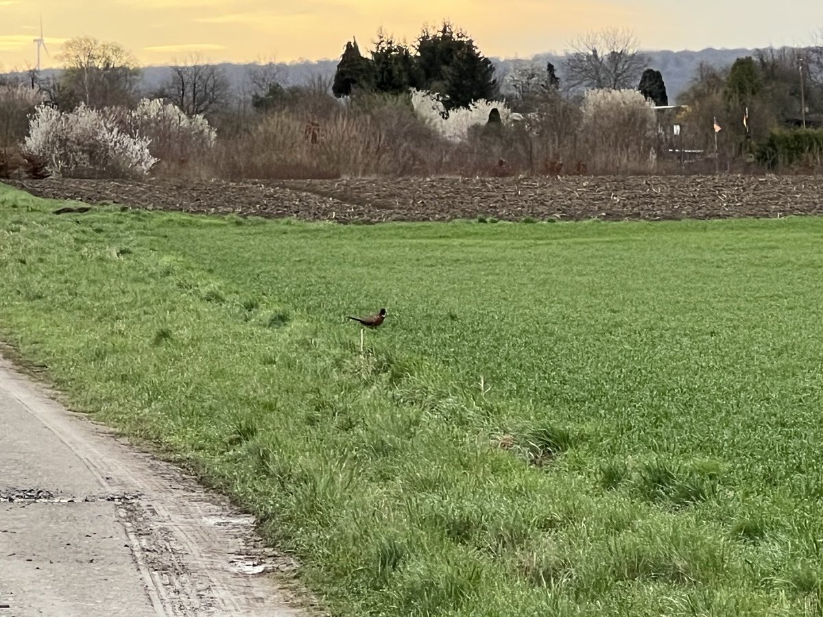 Heute Morgen bei der Gassirunde eine Begegnung der dritten Art… naja, es war nur ein Fasan. <a href="/Dalmi_Fame/">Hakiba's Madimah ❤️Fame❤️</a> war dennoch Feuer und Flamme!