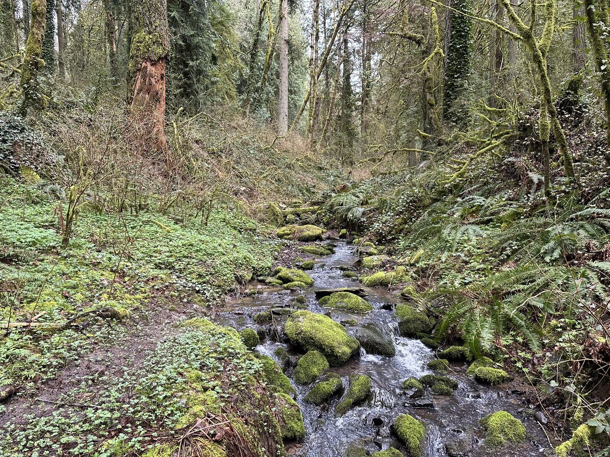 _KitKateBar_'s tweet photo. Trillium blooms and PNW spring are the best medicine for an overworked brain! https://t.co/Yap99epb2D