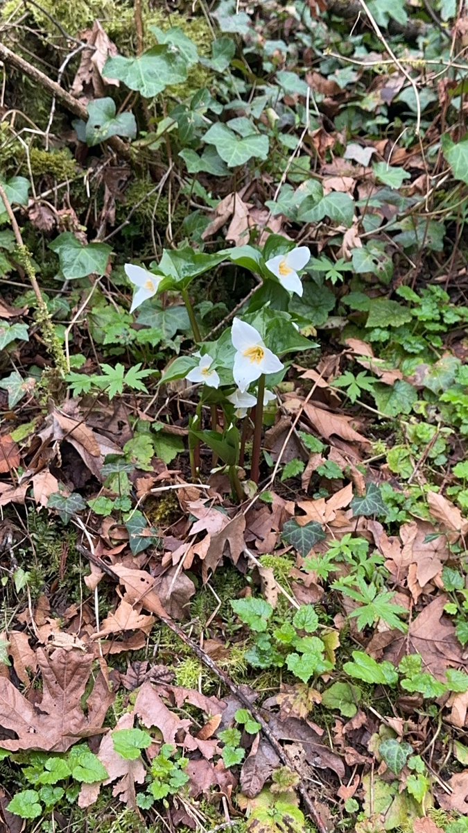 _KitKateBar_'s tweet photo. Trillium blooms and PNW spring are the best medicine for an overworked brain! https://t.co/Yap99epb2D