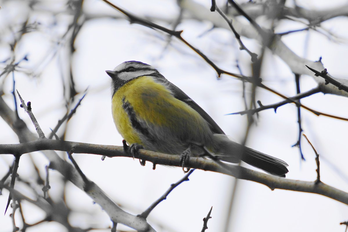 A few shots taken yesterday evening