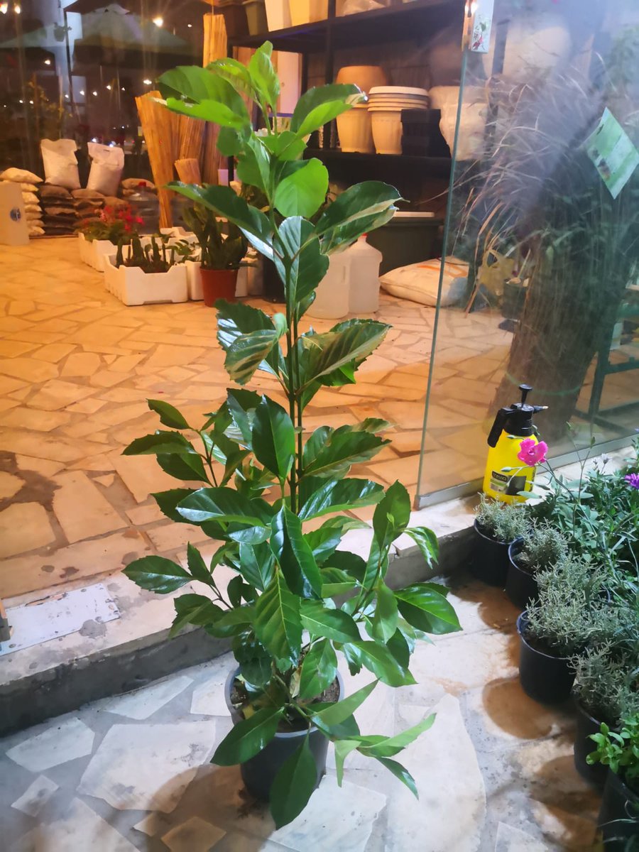 ZreiaStore's tweet photo. دفعه جديده من #الياسمين الأسترالي والياسمين الفرنسي متوفره الان احجام واطوال مختلفه.  يعد الياسمين الفرنسي و الأسترالي من اجمل الاشجار العطريه الفواحه المتحملة لأجواء المنطقه الوسطى ذات زهور بيضاء عنقوديه متدليه... ننصح بها للحدائق المنزليه سواء في الاصايص او في الارض مباشرة. https://t.co/Twmb8iWDx3