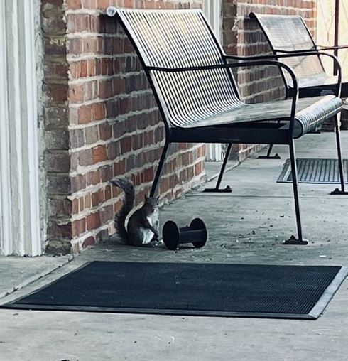UA Dept. of REL (@studyreligion) on Twitter photo Prof. <a href="/EdithSzanto/">Edith Szanto</a> caught one of the quad's residents eating lunch the other day. #quadsquirrels Prof. <a href="/EdithSzanto/">Edith Szanto</a> caught one of the quad's residents eating lunch the other day. #quadsquirrels