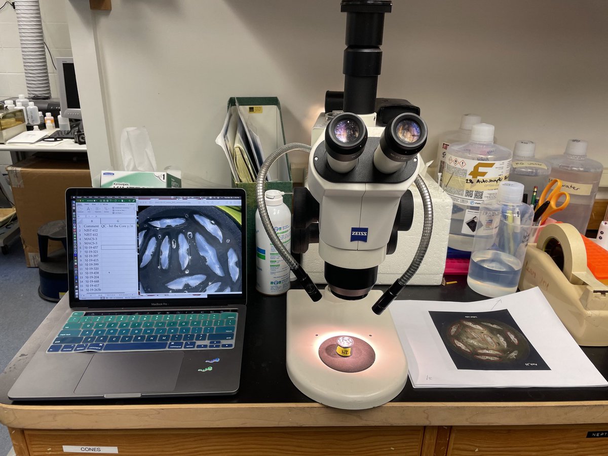 On my way home after getting the chemical composition of 207 #otoliths (🐟 ear bones) ⁦@WHOI⁩ to study #snappers’ habitat use throughout the lifespan - an interdisciplinary study ⁦@LehighU⁩ ⁦@NOAA⁩ ⁦@NOAAFisheries⁩ ⁦@NMNH⁩ ⁦@USGS⁩ study 🎏