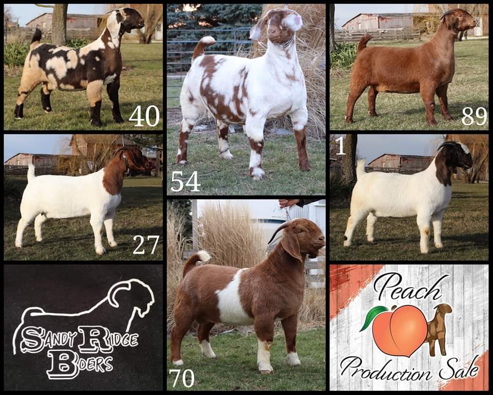 Kelsey :) (@boilerupkyounce) on Twitter photo Tennessee bound to sell some goats this weekend ๐๐โค๏ธ Tennessee bound to sell some goats this weekend ๐๐โค๏ธ