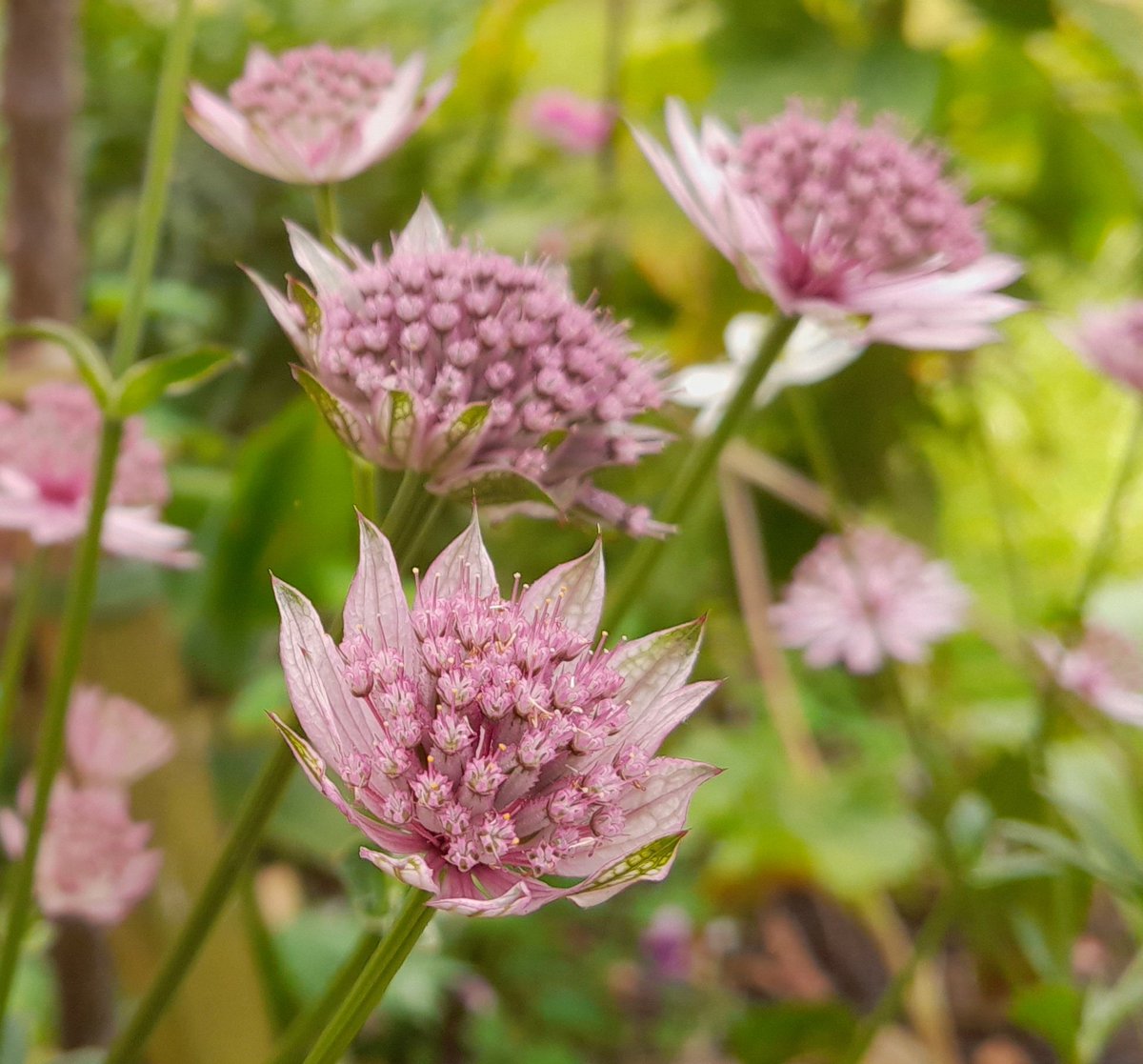 That Astrantia bit was really interesting. Mine help to brighten up a shady spot in the summer #GardenersWorld #ShoutyHalfHour