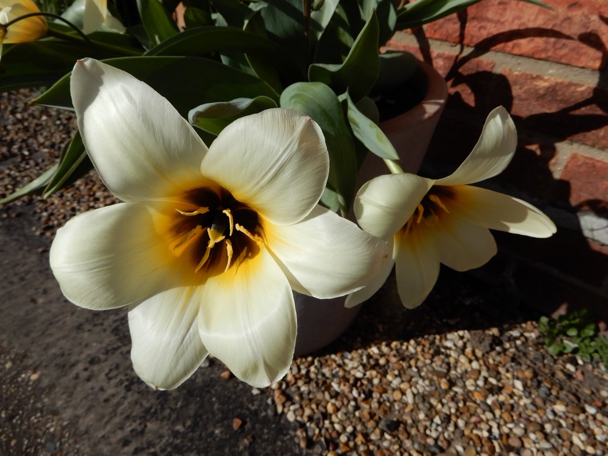 Concerto tulip up close and personal. Love this early tulip, especially the way it opens up in the morning and closes at dusk.
#Gardening #GardenersWorld #shoutyhalfhour