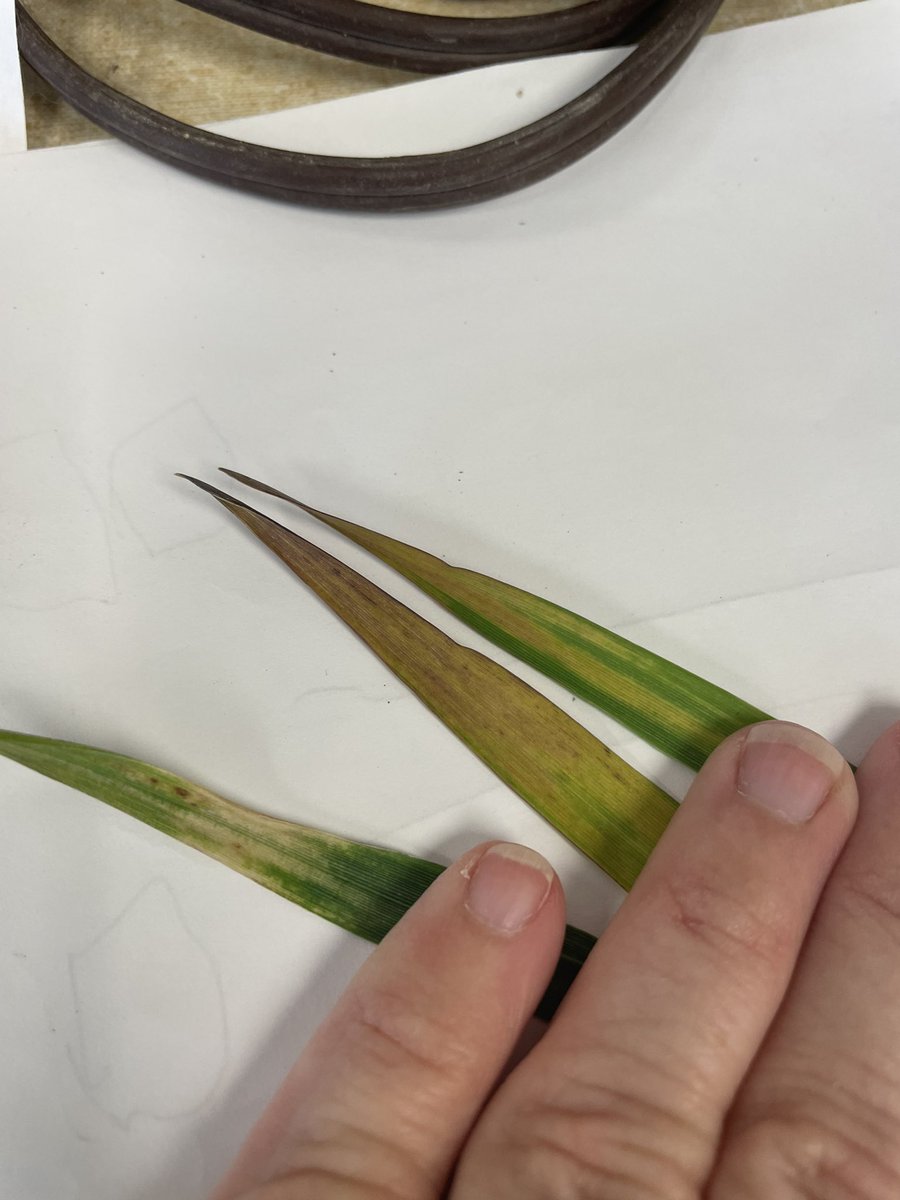 When spring comes and you’re out scouting wheat, don’t get fooled by purple tips! Flip them over, if its brown on the reverse side it’s much more likely frost damage. #Kswheat #BYD #awp2023