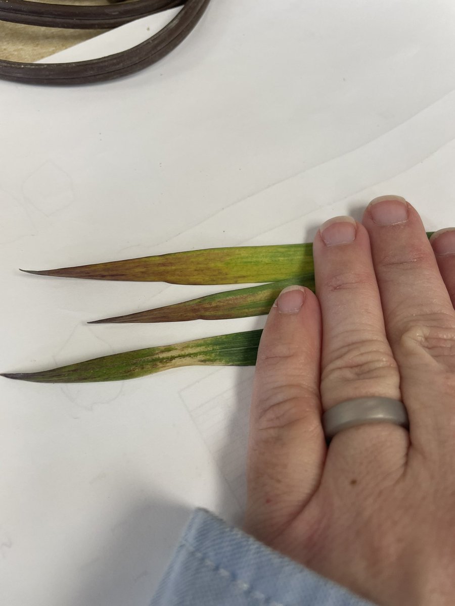 KSUWheatDoc's tweet photo. When spring comes and you’re out scouting wheat, don’t get fooled by purple tips! Flip them over, if its brown on the reverse side it’s much more likely frost damage. #Kswheat #BYD #awp2023 https://t.co/4IbwFbZwAw