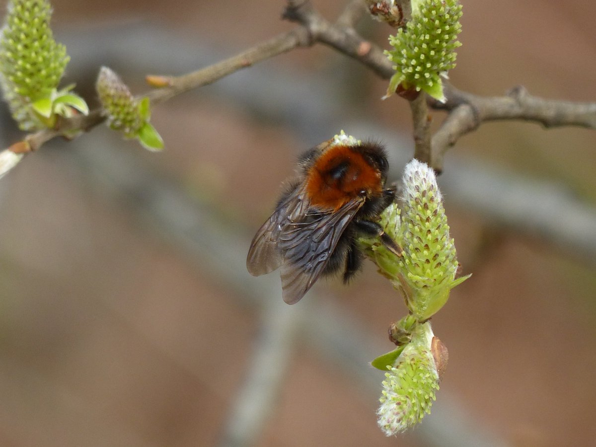 My first Tree Bumblebee (I think?) of the year at Calgary on #Mull today in warm spring sunshine - already looking a bit worse for wear. <a href="/BumblebeeTrust/">Bumblebee Conservation Trust</a> <a href="/bwars2000/">BWARS</a> <a href="/Nature_Scotland/">Ewan Miles</a>
