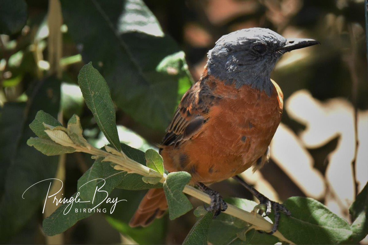 JennyPaPB's tweet photo. Cape Rock Thrush showing the contrasting colours & stunning feather patterns. A relatively quiet bird who visits at dawn or dusk…
#birdwatching #birding #gardenbirds #contrastingcolors #thrush #pringlebaybirding #endemic https://t.co/S8ZSn5QY8m