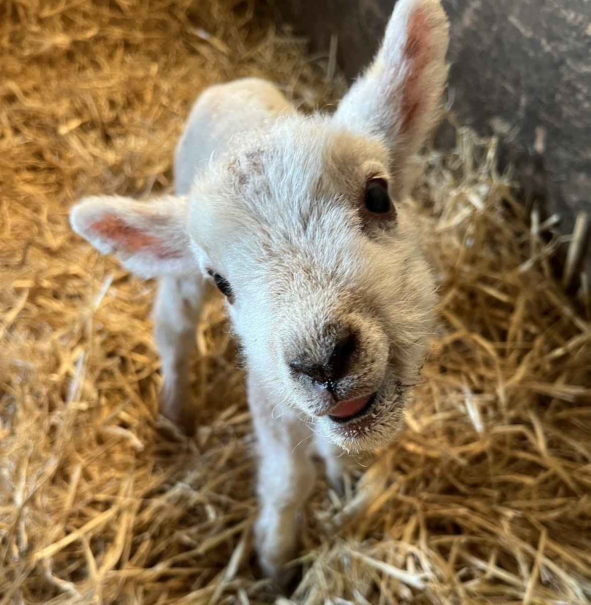 Under-Lamb (Dave to some) The first are always the worst #lamb365 #lambing2023 #lambspam