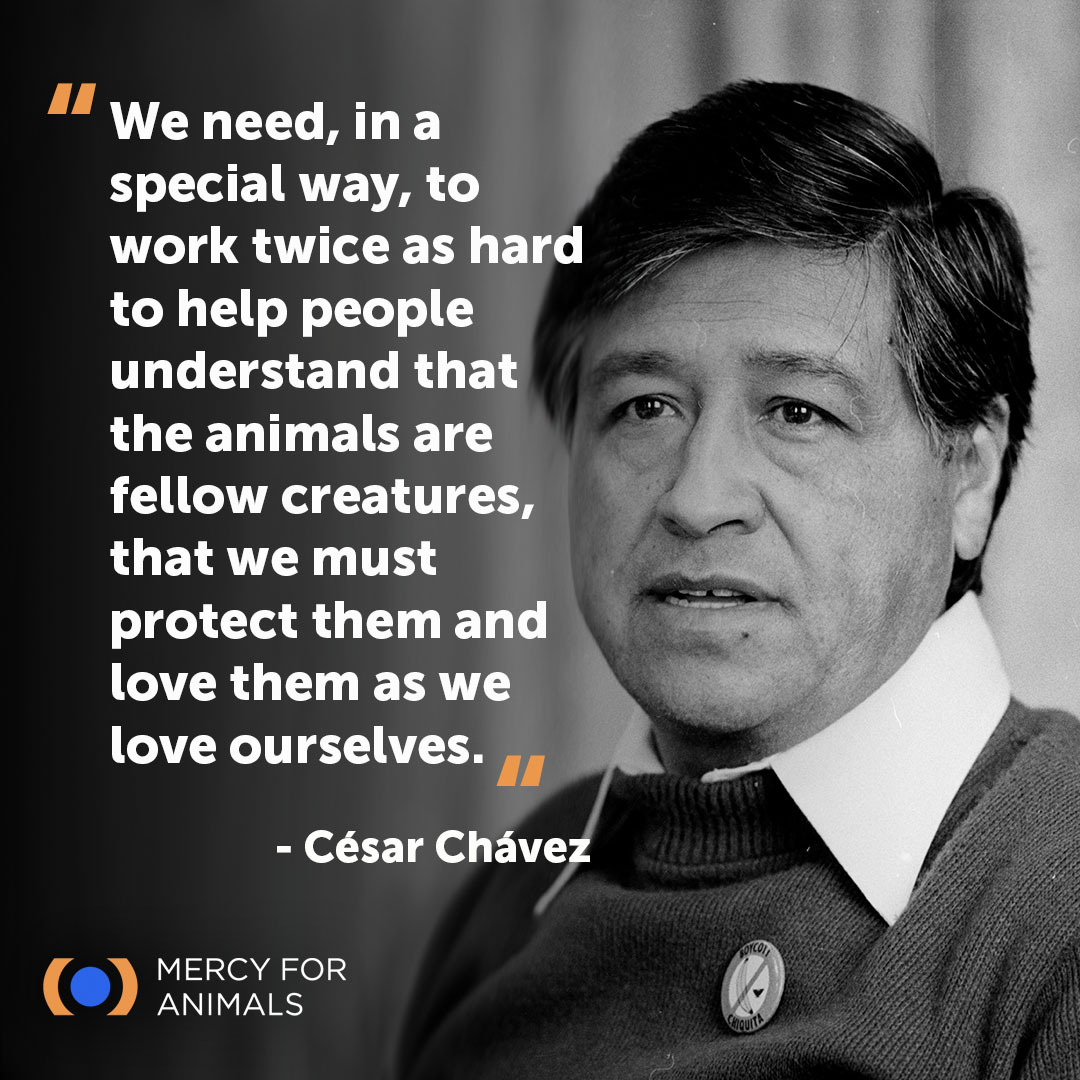 César Chavez felt strongly about justice for animals and was vegetarian (and at times vegan) for the last 25 years of his life. His legacy continues to inspire justice and compassion. #CesarChavezDay