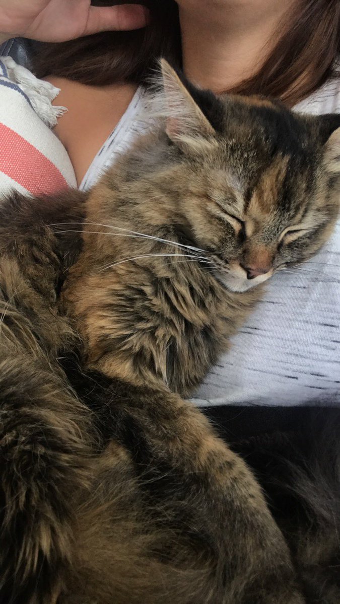 sillywabbyt's tweet photo. @TheEmmaDoodle https://t.co/RV9V2698NB
