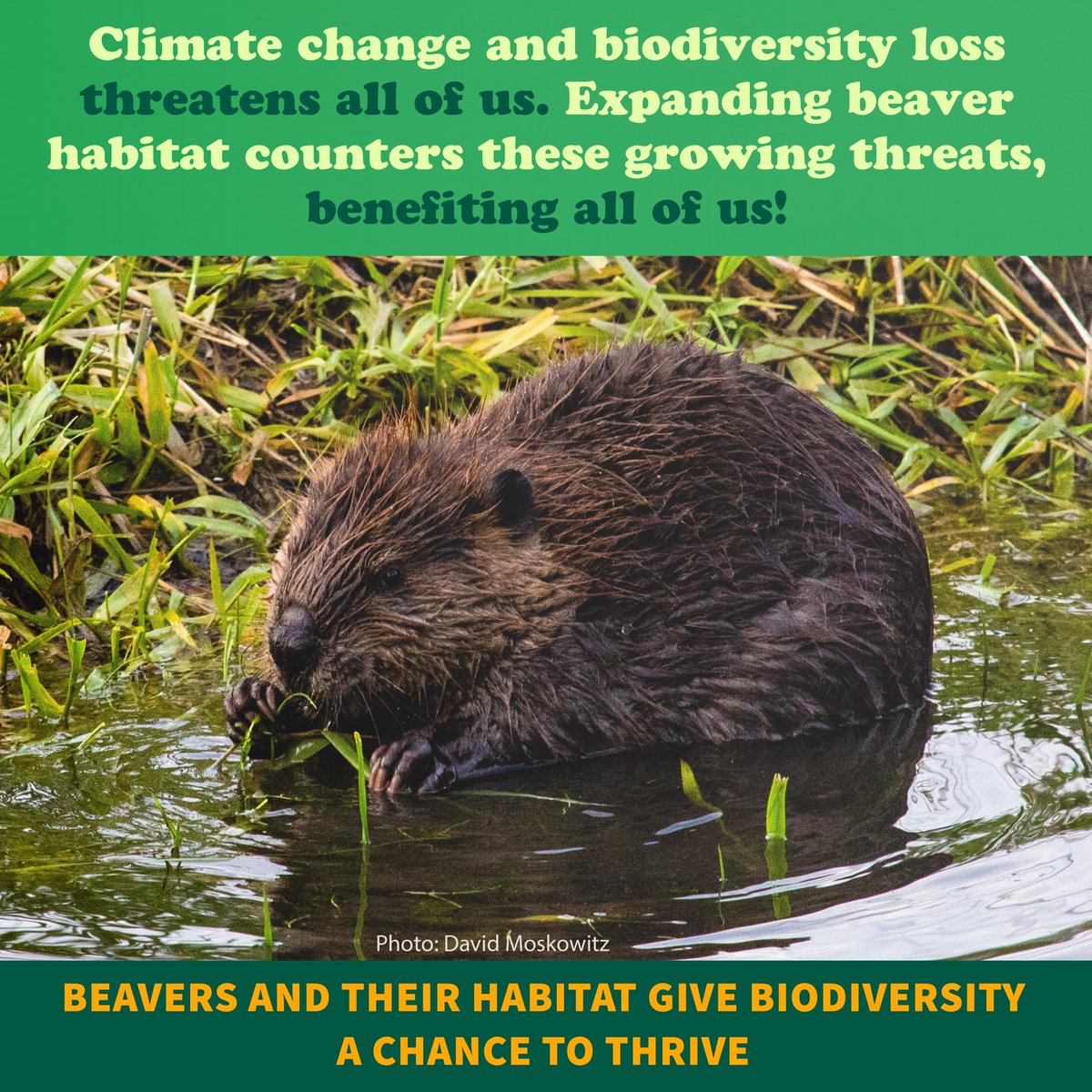 On February 27, 2023 Protect Our Wildlife signed onto a letter to President Biden asking that federally managed public lands be closed to beaver hunting and trapping. 

You can take action by signing and sharing this petition today! 

change.org/p/ask-presiden…

#ProtectBeavers