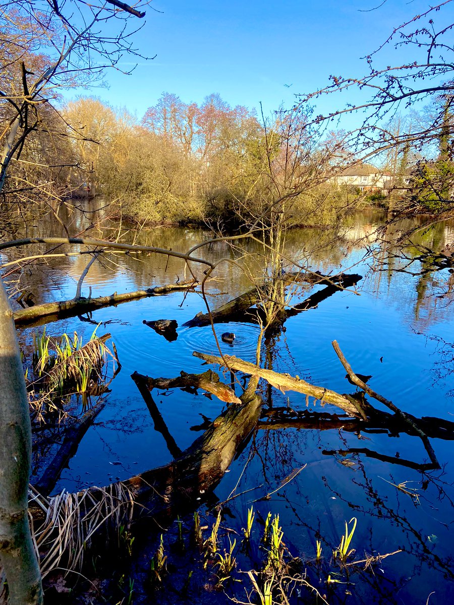 #londonpark #walkswithmydogs #bluesky #reflection