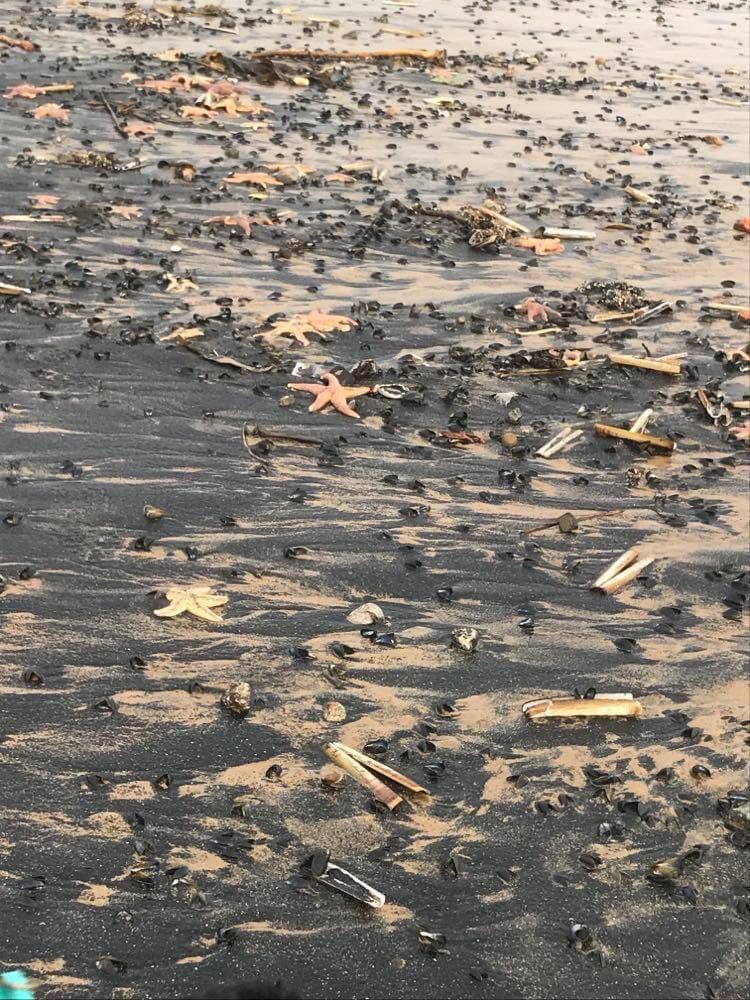 ianglassfitness's tweet photo. The die off on the north east coast continues, eco systems been destroyed, what’s in the water and what’s causing the die off? It’s not Algae Bloom is it #northeastcoast #dieoff https://t.co/D9FXGJIcli
