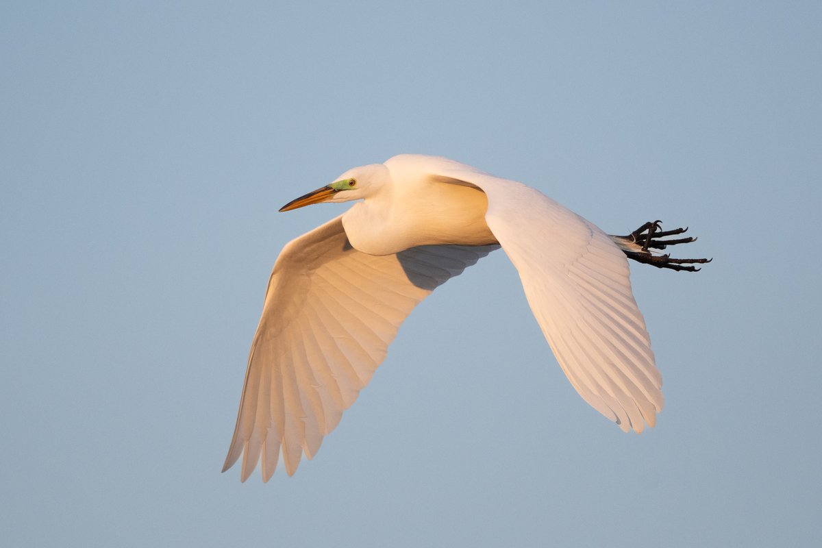 Great egret.
(Photo courtesy of Jay Galligan)
#birdtwitter #naturephotography #nature #bloodpressurebreak #greategret