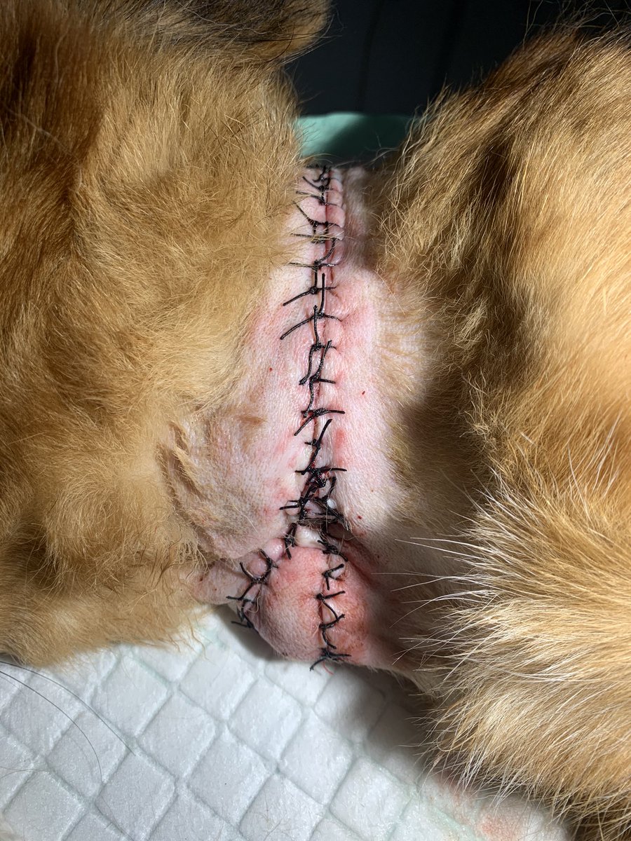 izzurifqi_'s tweet photo. Kmren juga smpet dapet psien doggy tpi beda kasus, ini krena harnes atau tali leher yg diiket kekencengan, ditarik sna kemari, smpe akhirnya ngikis kekulitnya juga, ngga habis pikir emang https://t.co/HPcUsQbVfK