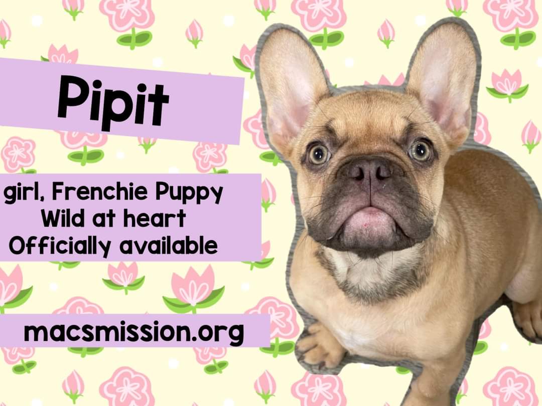 Typical wild puppy. Typical frenchie wild. She has zero special needs. Her owner was put on hospice shortly after buying her. She is four months old.