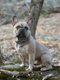 THEO IS MISSING IN MANHATTAN. Last seen at 1st and 96th. He's 24 pounds and chipped: 985113004853847. If you've seen or found him please call 888-466-3242 and PLEASE RT THEO!
