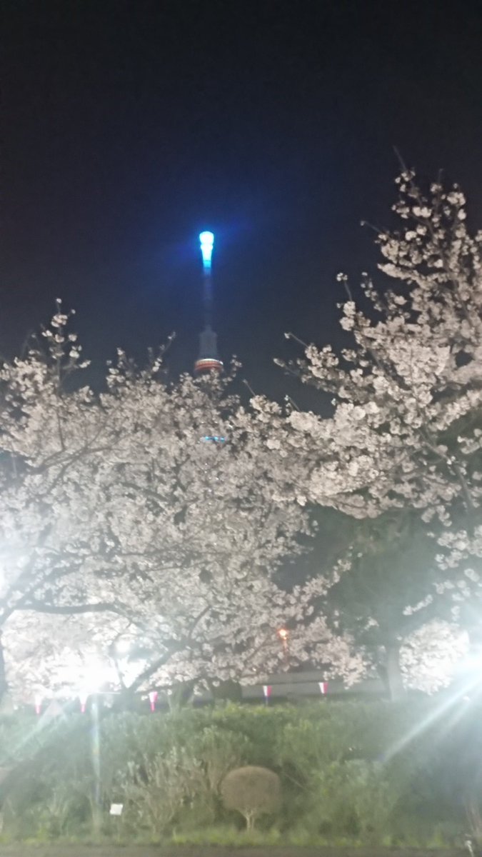 comarimari's tweet photo. さてさて今年もヨンブンノイチが終わったのね

今のところ 平穏感謝✨

大好きな良さまの配信も一旦終わって ぽろぽろ泣いた夜だけど

私もね
これから 何に向かわなくちゃと考えなくちゃ の 夜

桜は綺麗だよ https://t.co/IlHRlMhpls