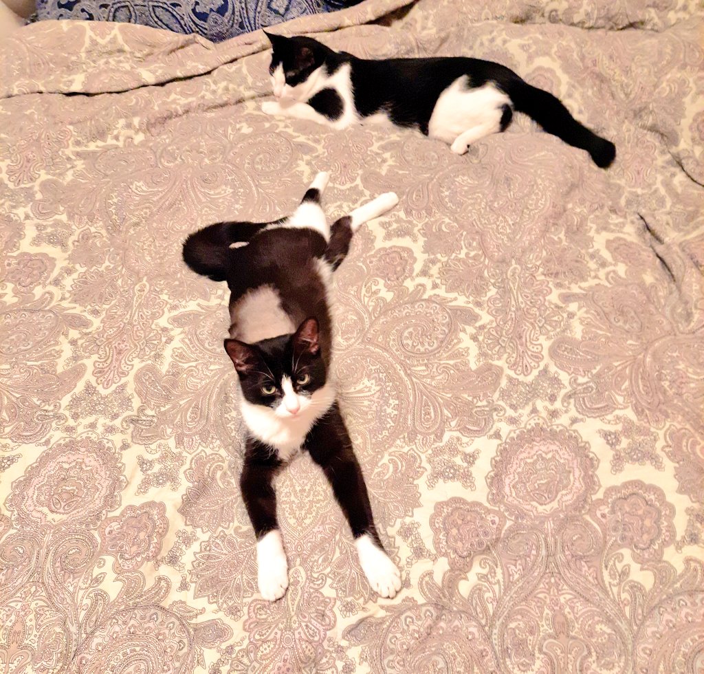 CatonlyBlack's tweet photo. Осталось ровно 60 дней терапии https://t.co/cesk7MzWJU