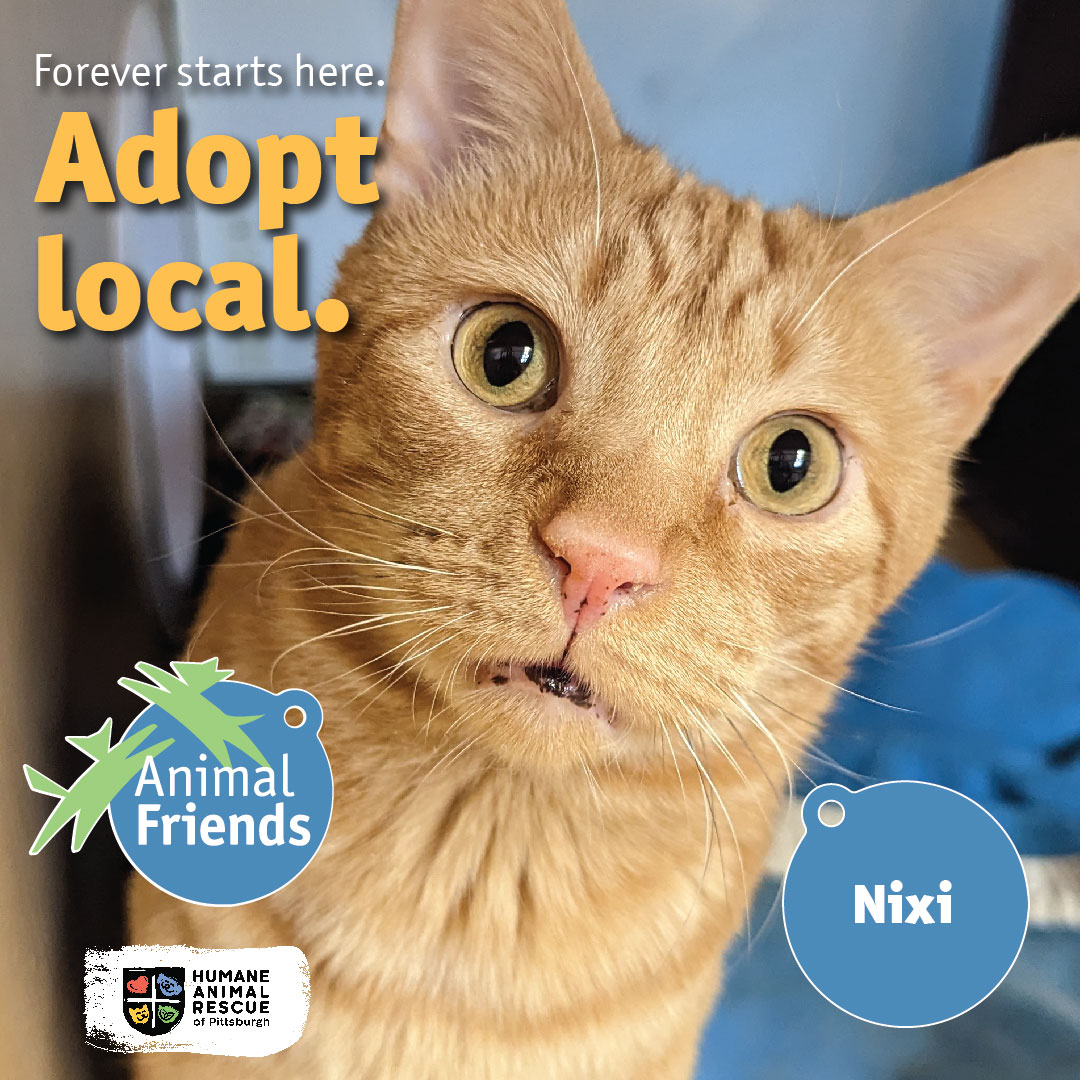 Animal_Friends's tweet image. Meet Nixi! He is a shy guy, but enjoys being read to and will give you eye blinks from a distance. 
Adopt Nixi --&amp;gt; bit.ly/3lQm1p8

Animal Friends and @HARPSavesLives encourage you to #AdoptLocal!
