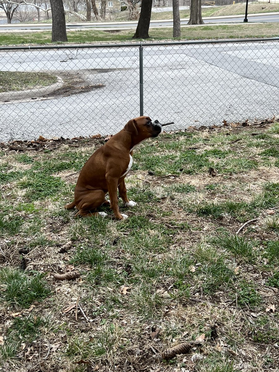 This pic of my pup needs a caption for sure! 😂