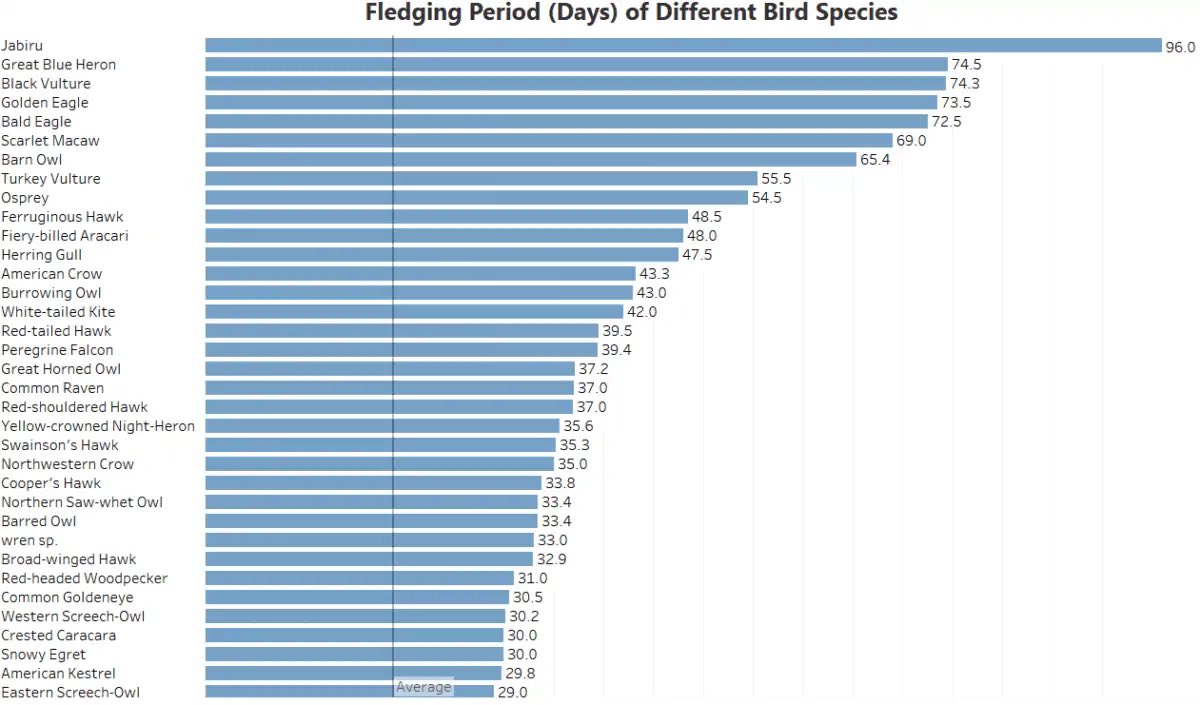⚠️FACT FRIDAY⚠️

Generally the average size of a bird species is a good indication of how long it will take their young to fledge.

For Bald Eagles, like Connick, it generally takes ~85 days to fledge, for Osprey ~56 days, and for Red-Tailed Hawks ~45 days!